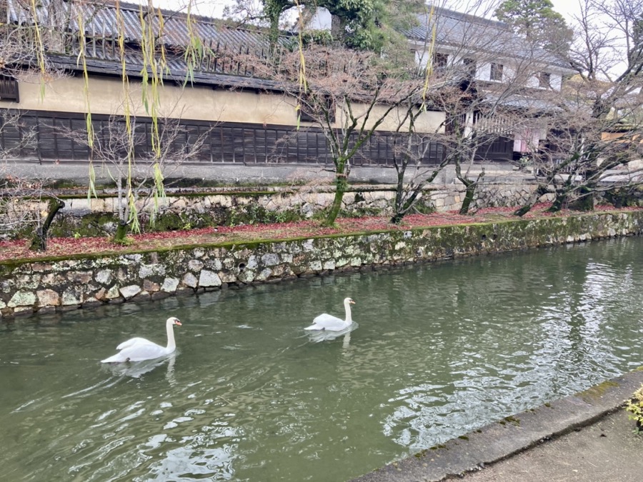 倉敷　運河と白鳥